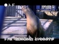 むろらんIT勉強会H24作品「みんなの室蘭水族館」 の動画、YouTube動画。