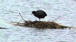 Water Birds 1