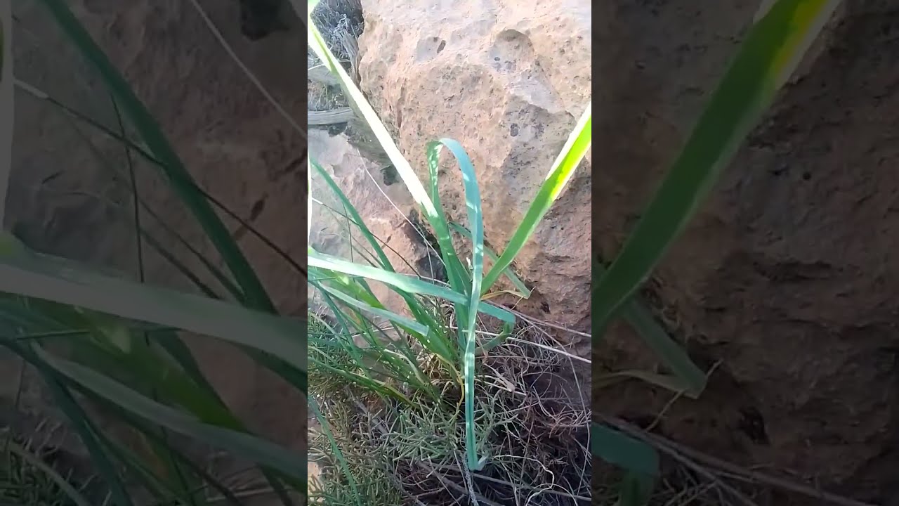 على أطراف الشعبة.....أشجار وأعشاب.....