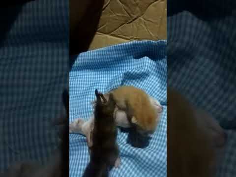 Anak kucing kembar siam - YouTube