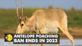 Population of Saiga Antelopes now over 1.3 million in Kazakhstan | WION Climate Tracker | WION