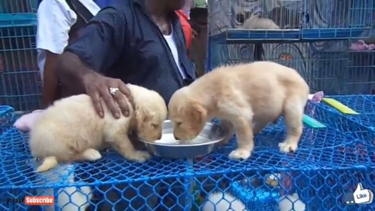 Energetic Golden Retriever Puppy At Galiff Street Pet Market