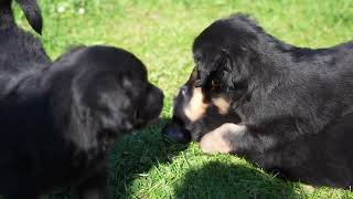 Hovawart puppies having an argument