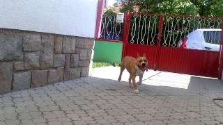 Americki Stafordski Terijer 5 Meseci