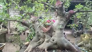 OBRAL BAHAN BONSAI MURAH2 DI PAK YAMANI. 0858-2395-8276