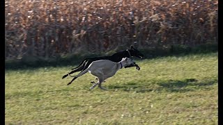 Freedom!  Ocerico Sloughis Running