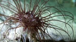 Albatros Diving Mallorca. A day's diving