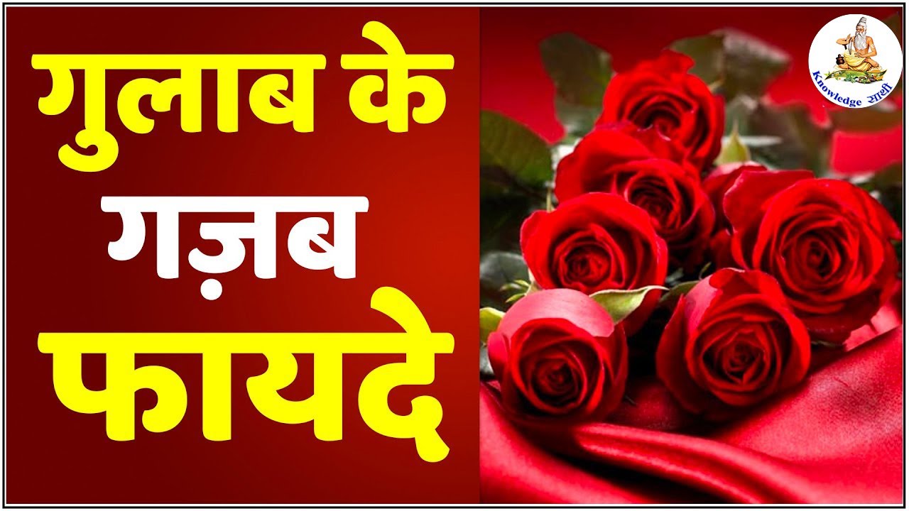 गुलाब के गज़ब फायदे Health Benefits of Rose Flower Rose Petals