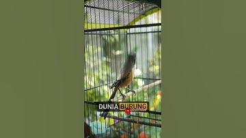 #shorts Burung Cendet Gacor Roll Speed Asik Buat Masteran #cendet #perawatanburung