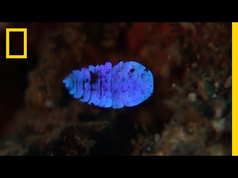 Watch This Sea Creature Shimmer and Disappear Before Your Eyes | National Geographic