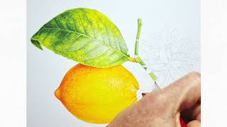 LEMON STUDY - Lesson In Watercolour – 1m Time Lapse