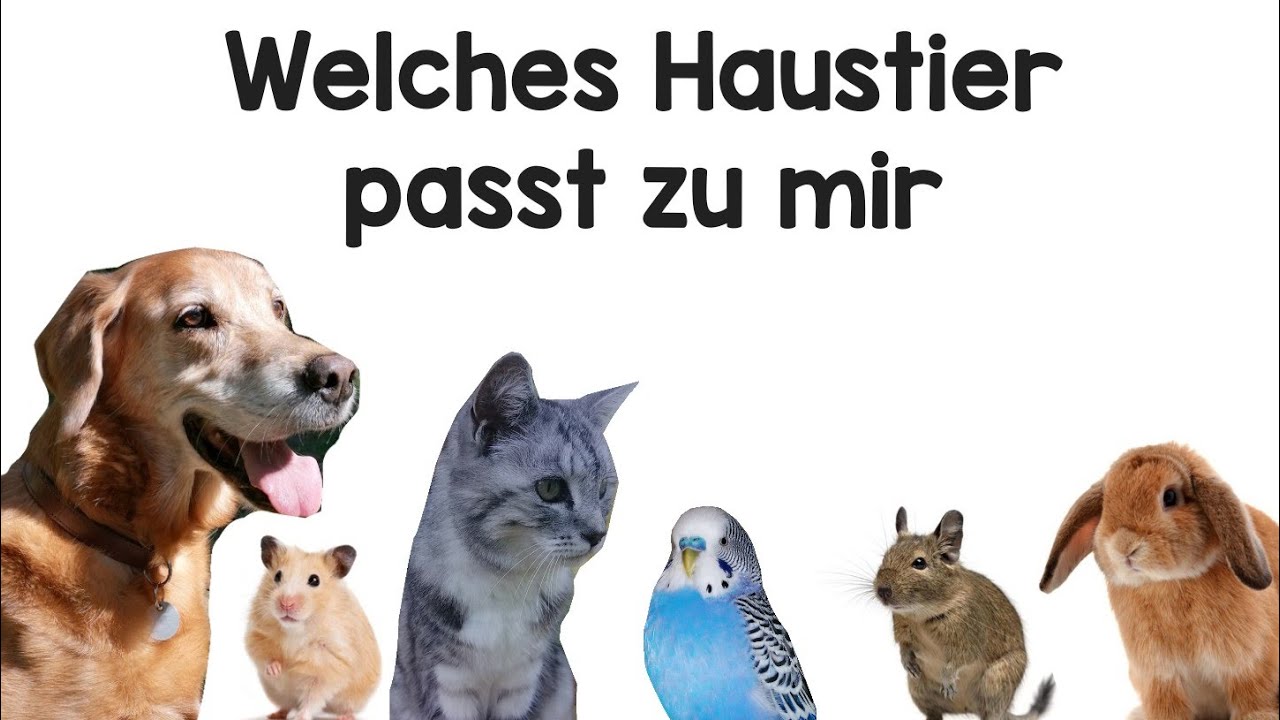 Welches Haustier Passt Zu Mir Test Kostenlos Welches Haustier passt zu mir? - YouTube