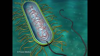 Escherichia coli - Microbiology dictionary