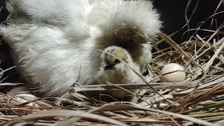 Talking Chick screenshot 4