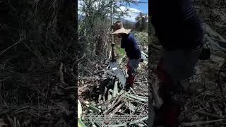 Agave Harvest Skills