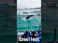 ルーナちゃんのルーピングキッ~ク🥰 #Shorts #鴨川シーワールド #kamogawaseaworld #killerwhale #orca #シャチ #ルーピングキック