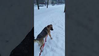 погода из Санкт-Петербурга