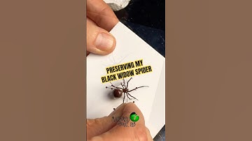 Preserving my Black Widow Spider. #molinarosnakelab #spiderpinning #blackwidow #spiders #diy #oddity