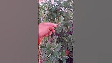 chữa đau Dạ dày bằng cây sim