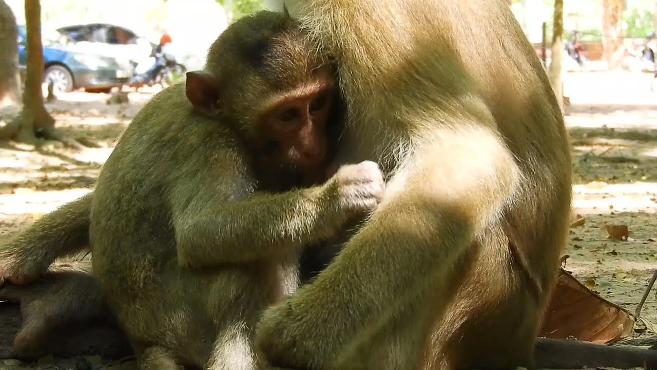 Good Mercy  Mom Monkey Rose Still Provide Sweet Milk To Baby Rex By Lovely    !