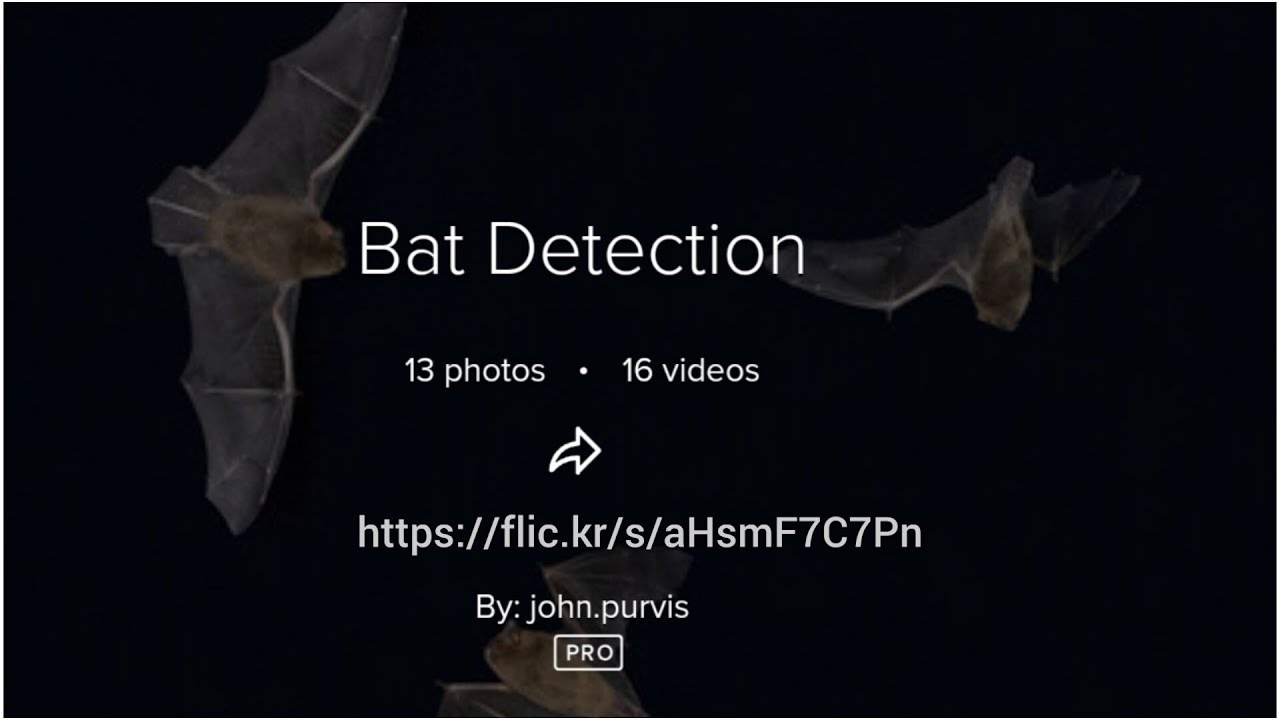 john.purvis flicker #bat detection #audio #microbat /|\';;'/|\ - YouTube