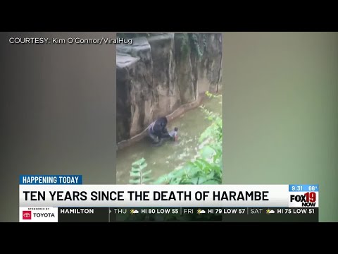 Remembering Harambe 10 years after his tragic death
