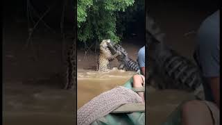O jacaré ficou em pé na agua😱 #amazonia #jacare #sucuri #pesca