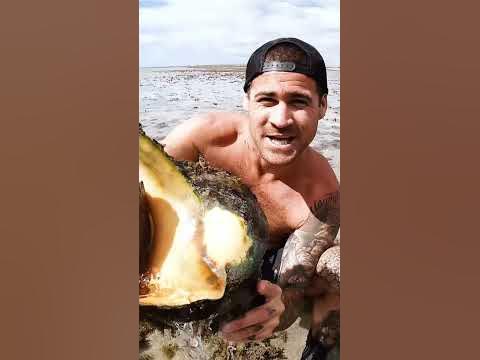 ОГРОМНАЯ МОРСКАЯ РАКУШКА - YouTube