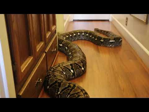 Grandma Encounters Huge Python In Hallway - YouTube