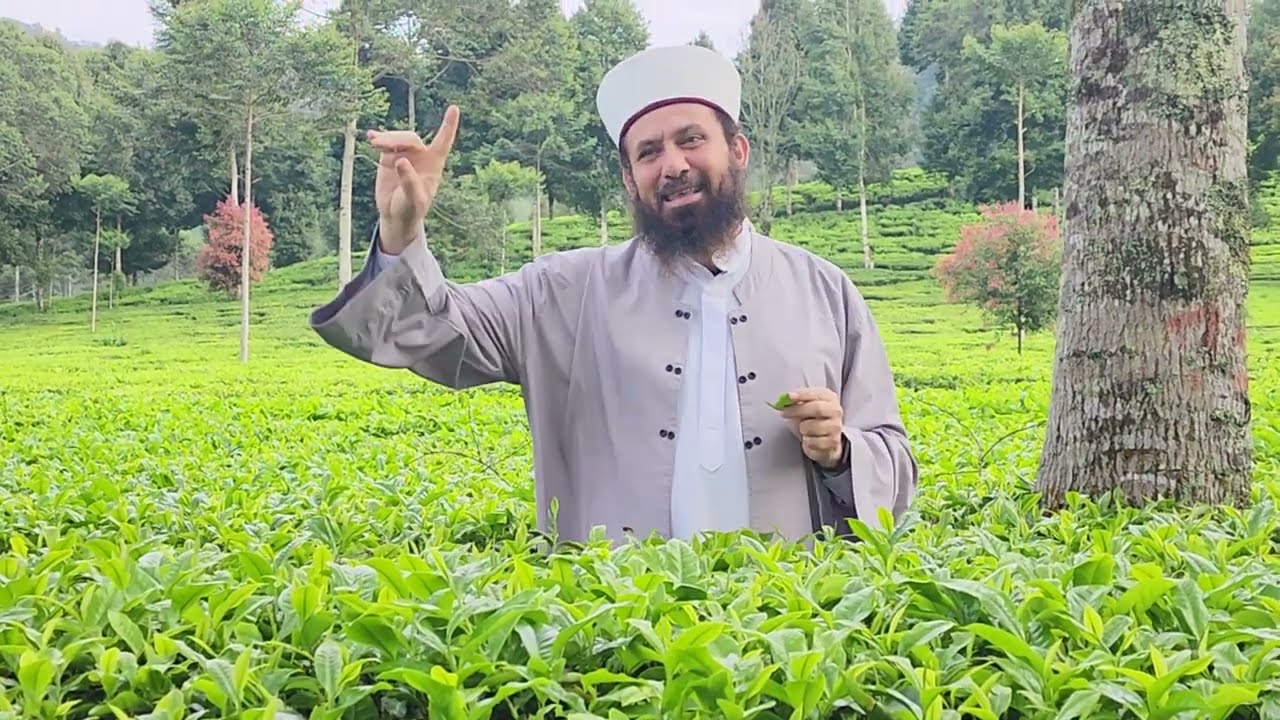 إعجاز القرآن الكريم في الشاي الأخضر