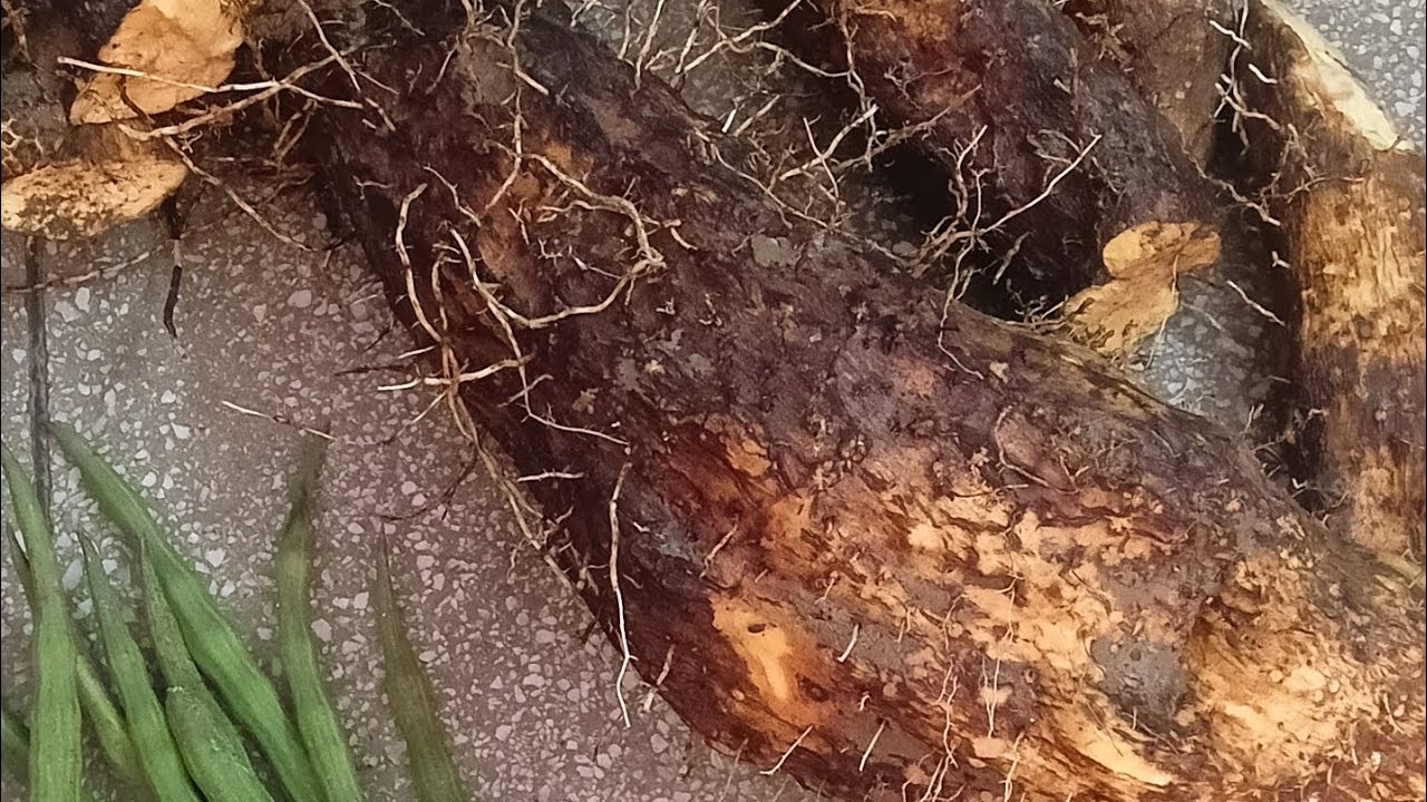 Eka var special vlog sasu bahu misiki khuma alu khulile ekavar tarkari pain 