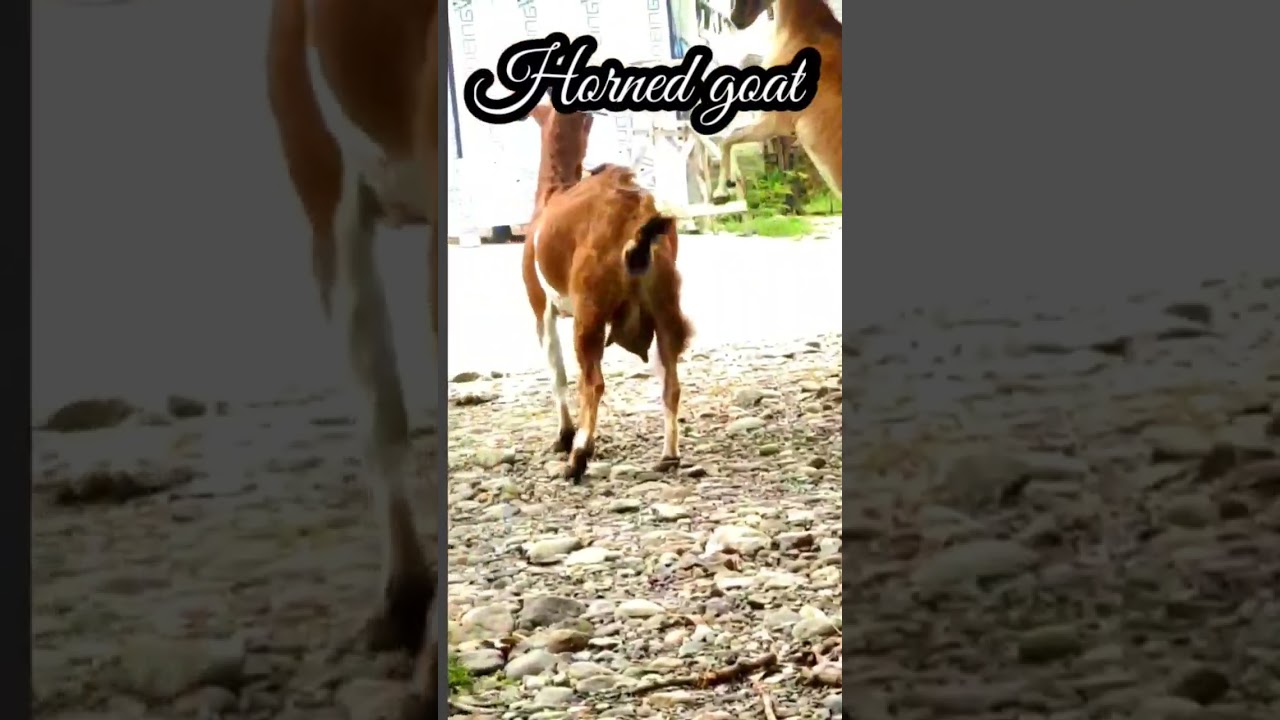 He cried to see two goats fighting heads 