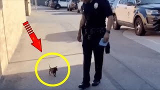 Бездомный щенок увязался за полицейским, дальше произошло невероятное!