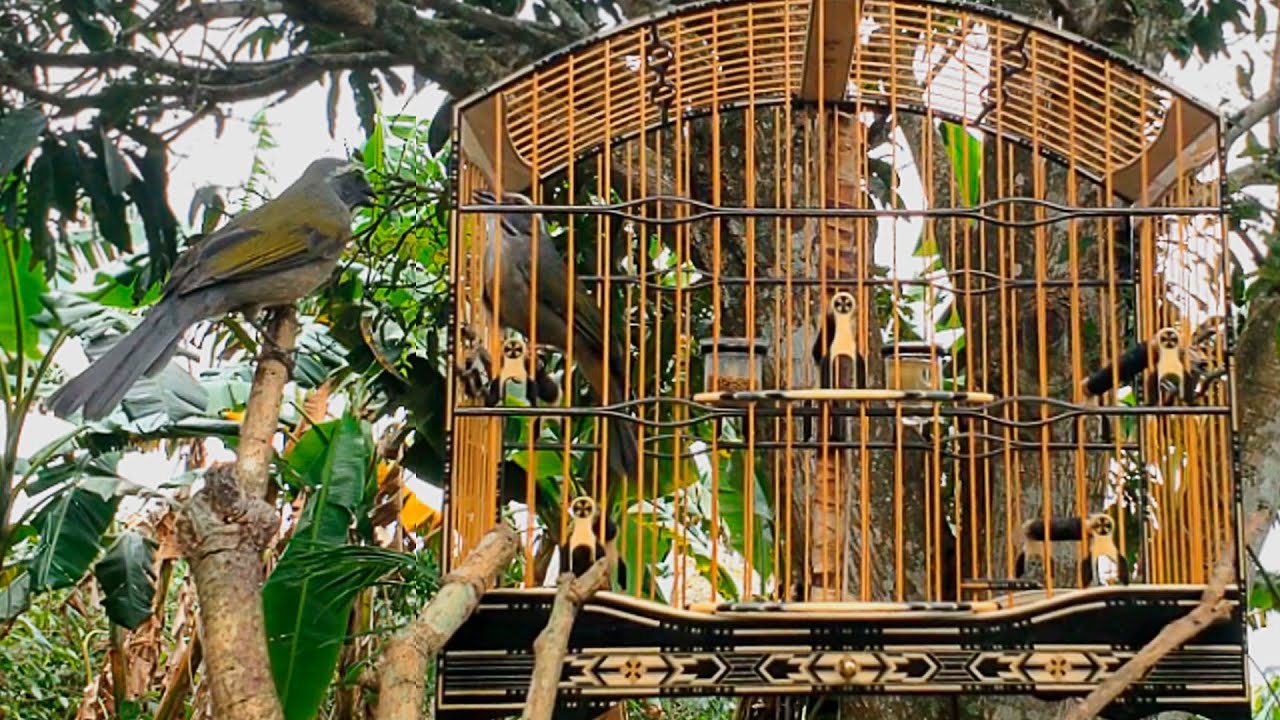 👍💥🔥UAU!! O MELHOR Trinca Ferro NO MATO que JÁ FILMAMOS❗