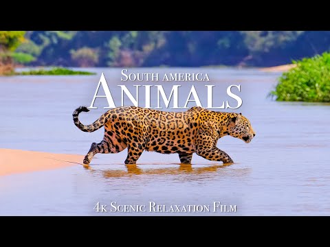 Download Animals of South America 4K - Scenic Wildlife Film With Calming Music