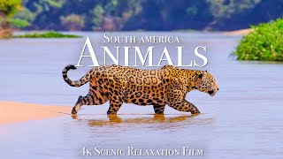 Animals of South America 4K - Scenic Wildlife Film With Calming Music