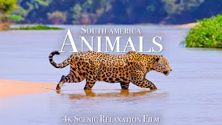 Animals Of South America 4K - Scenic Wildlife Film With Calming Music