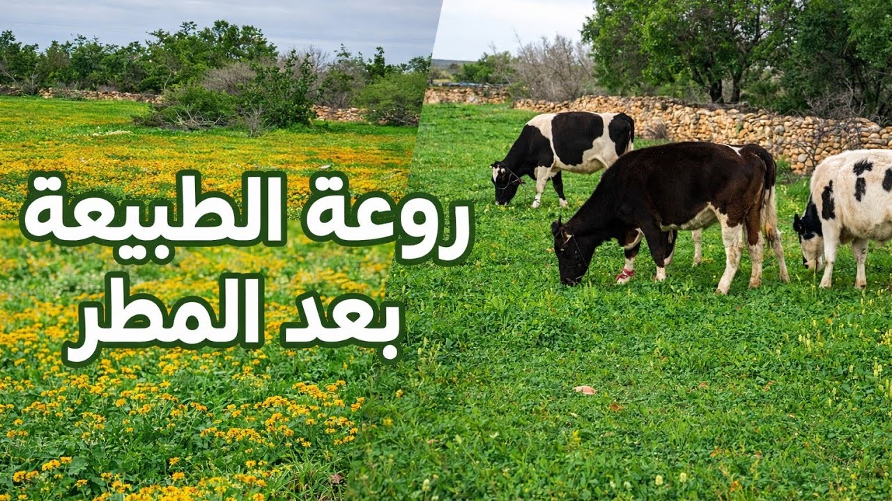 اجمل اجواء الطبيعة المغربية مع تغريد الطيور 🌼