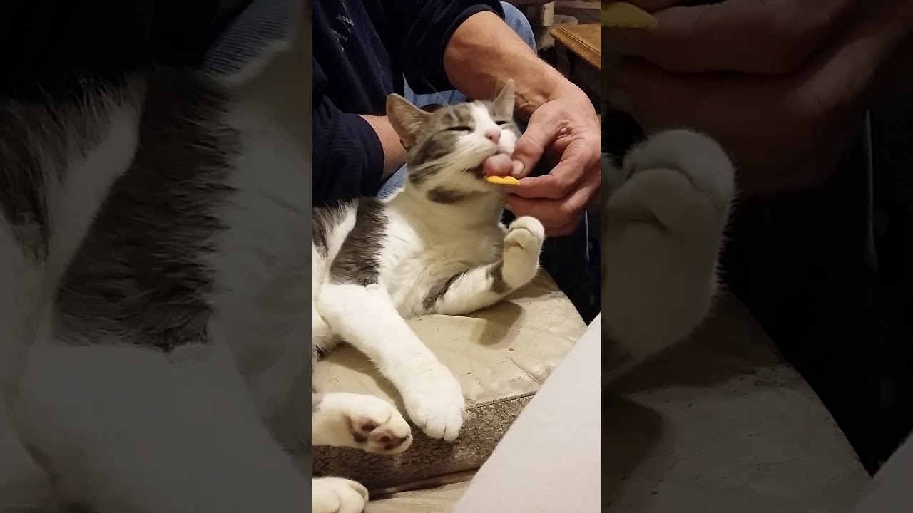 My cat is eating a Cheese Nip!! YouTube