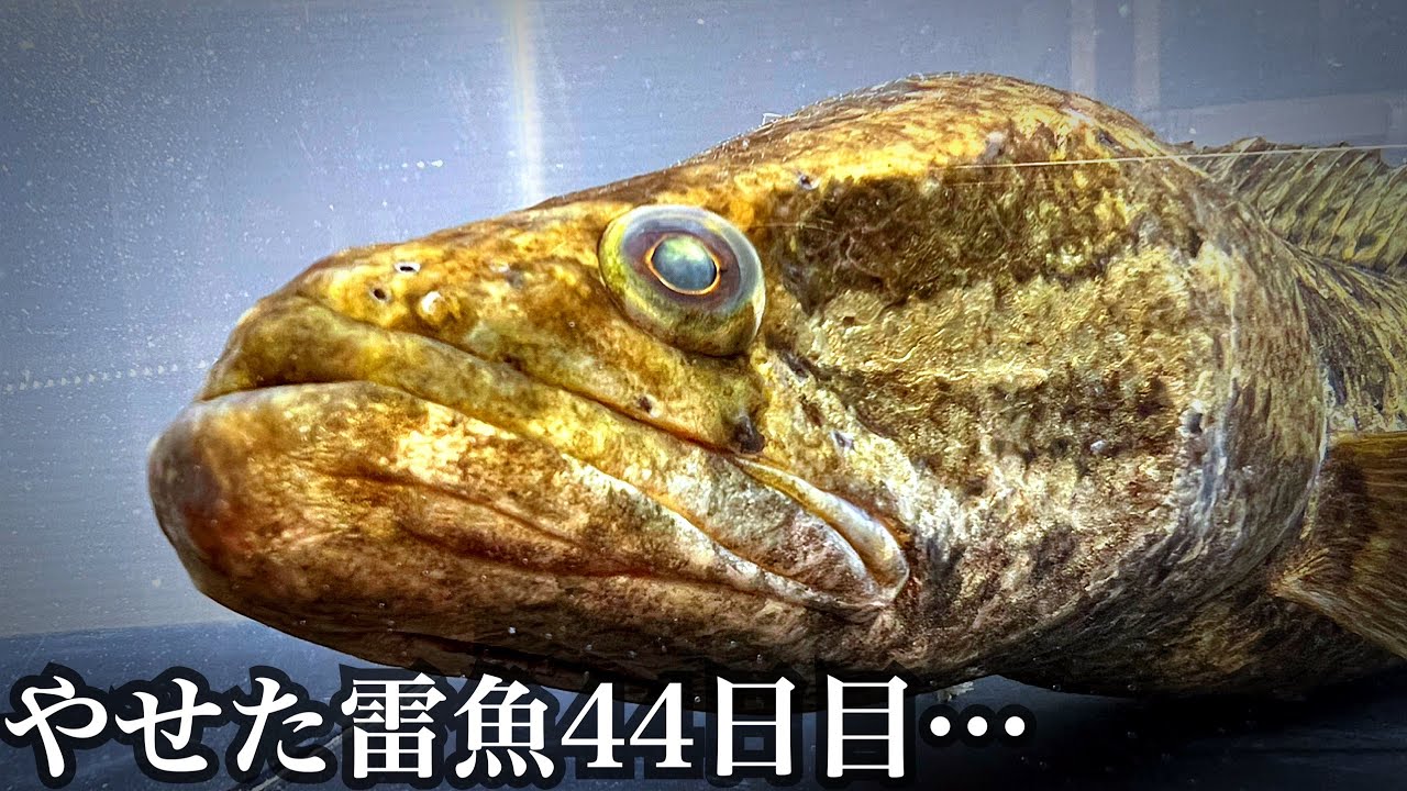 雷がヤバイ…やせたライギョ44日目 - YouTube