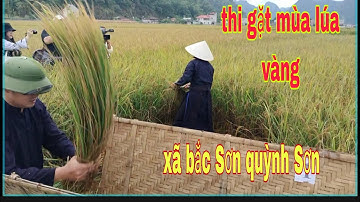 Lễ Hội Gặt mùa lúa vàng Xã Bắc Sơn Quỳnh Sơn tổ chức rất đông vui #haihaotv #gatluavang