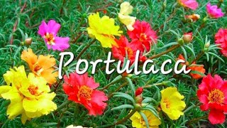 Very easy way to grow portulaca/Fulwari and have many flowers #youtube