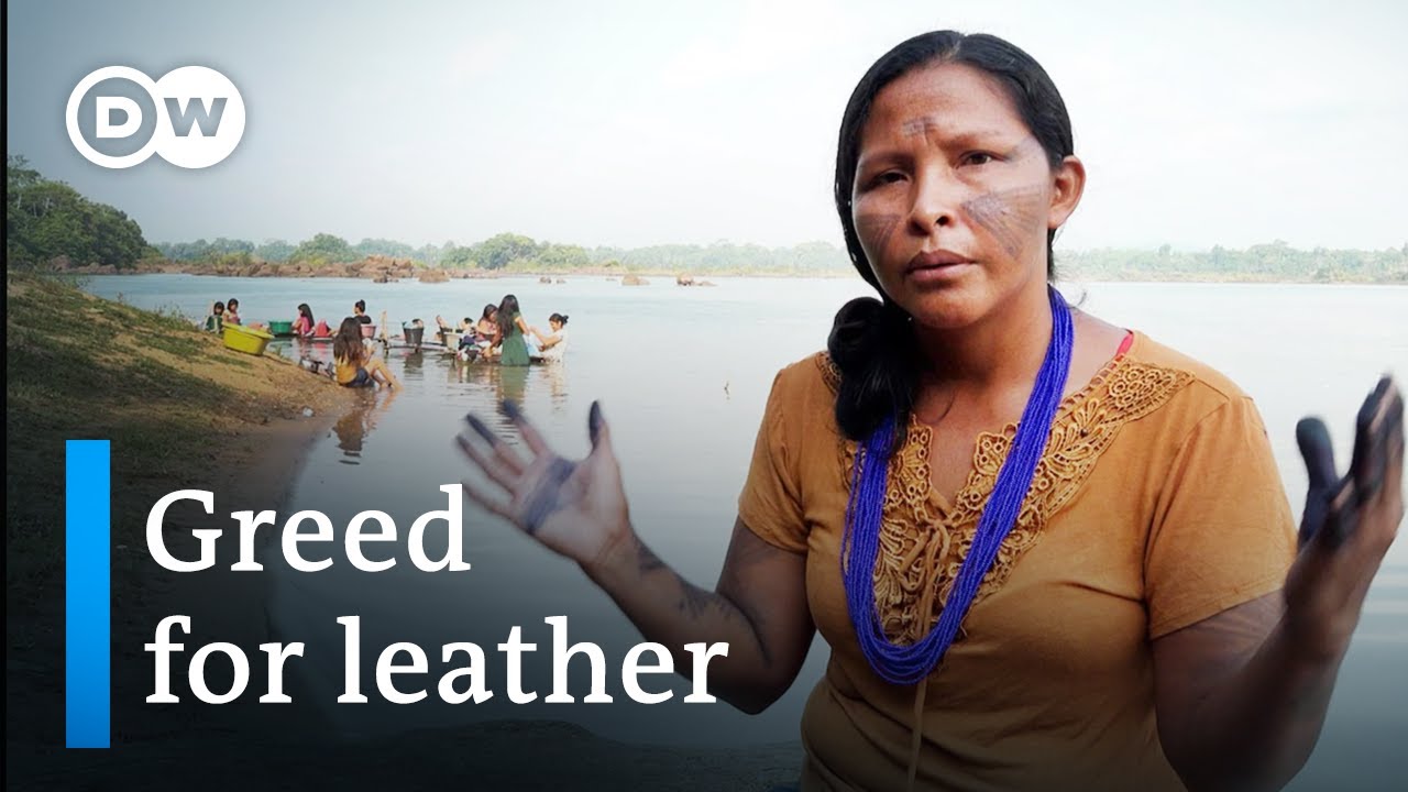 Illegal leather – How the car industry is threatening the rainforest | DW Documentary