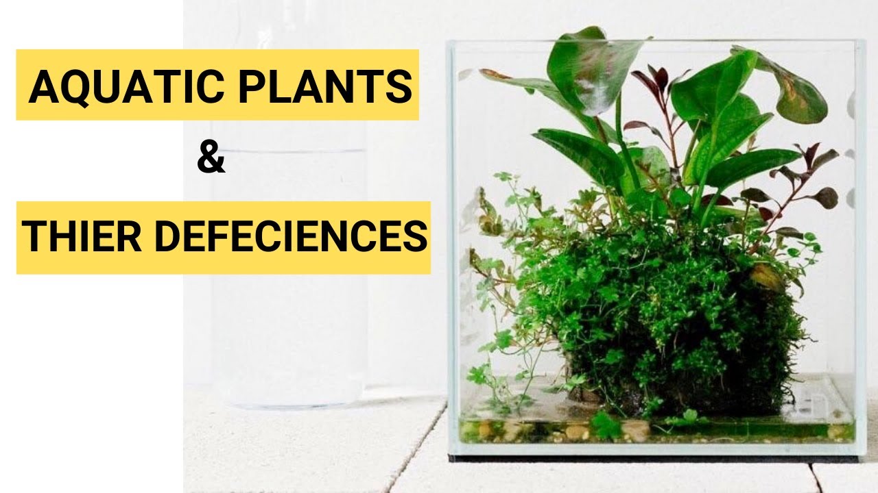 How to Grow Aquarium Plants Holes in my aquarium plants Aquarium