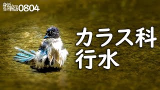 0804【カラス科オナガの水浴び】カルガモ親子育った。バン。アブの捕食で食べられるミツバチ、トンボ、蝉など　#鶴見川水系恩田川でコンデジ野鳥撮影　#身近な生き物語　#オナガ　#カルガモ親子