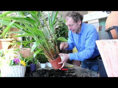 Video: Funksjoner Av Gjødsling Av Blomsterplanter