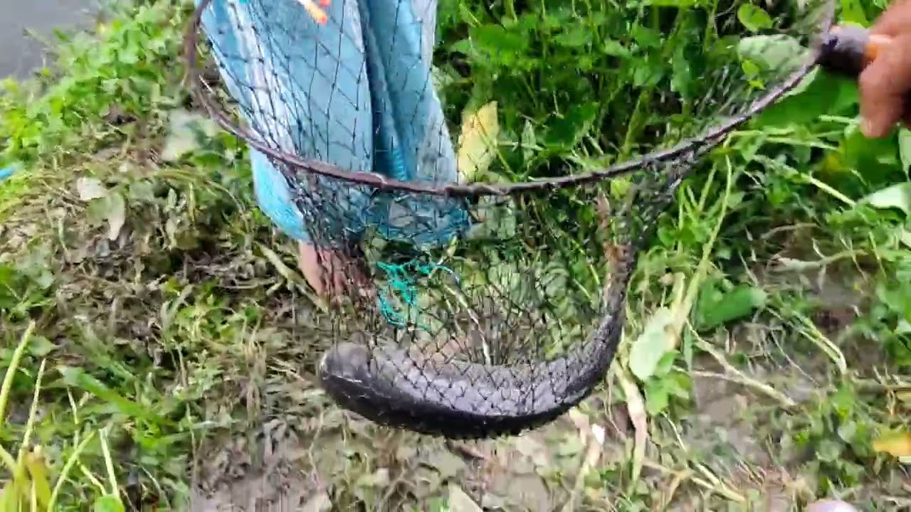 Best Fishing Video | Hook Fishing videos | Bass fishing