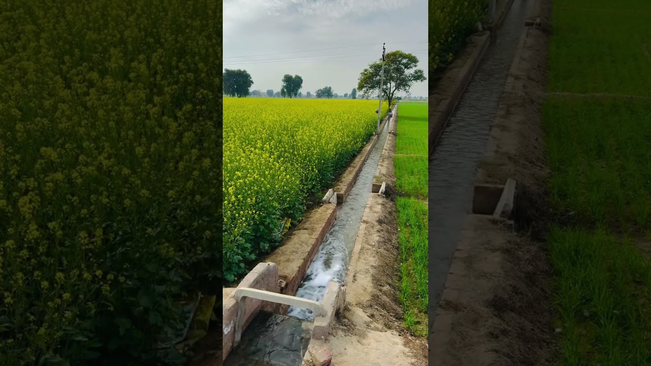 Beautiful Village | Sarson Ke Phool | Yellow Fields | Peaceful Nature 🌼