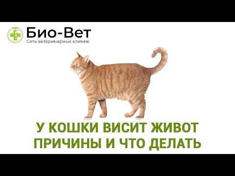 У Кошки Висит Живот Причины и Что Делать // Сеть Ветклиник БИО-ВЕТ