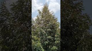 Một ngày thăm vườn #farmnuong #netzero #organic #nature